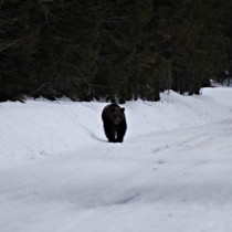 46887_152295071459010_4037093_n