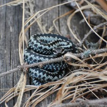 523021_421168414571673_1615102803_n