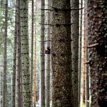 1_zwierzeta_Kamil_Kożybski_Wiewiórka