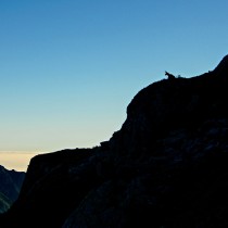 2_zwierzeta_daniel_karpowicz_strazniczka